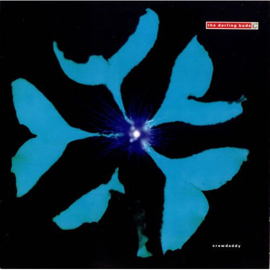 DARLING BUDS - Crawdaddy